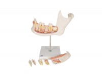 przezroczysta szczęka człowieka z modelem zębów - 1019540 3b scientific modele anatomiczne 6